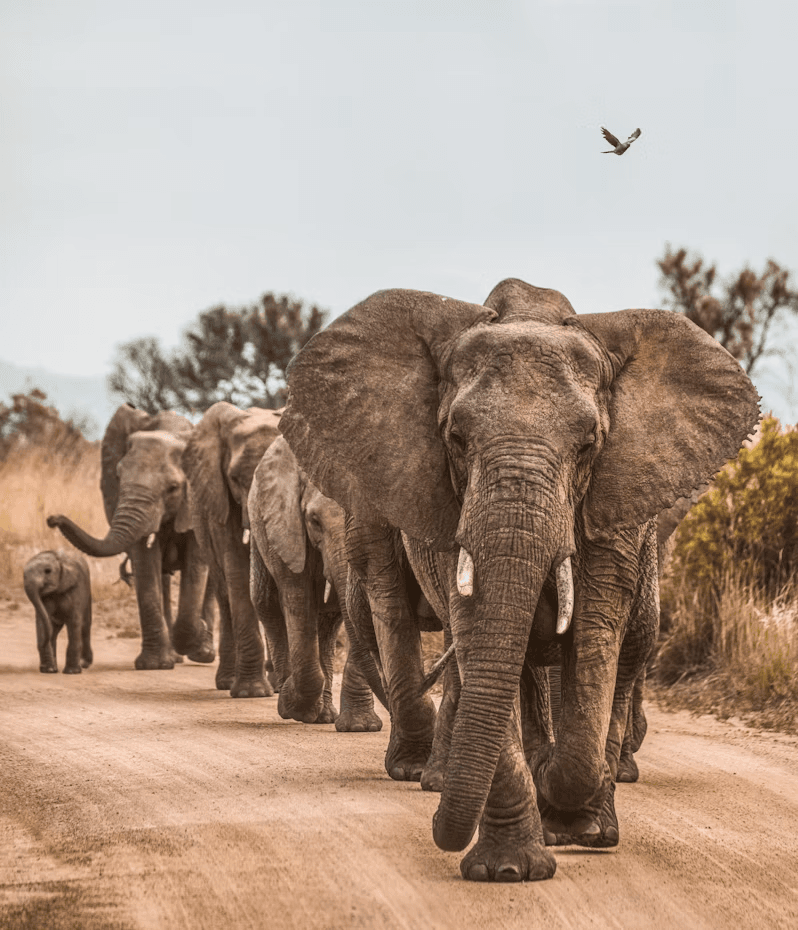 Wildlife & Safari