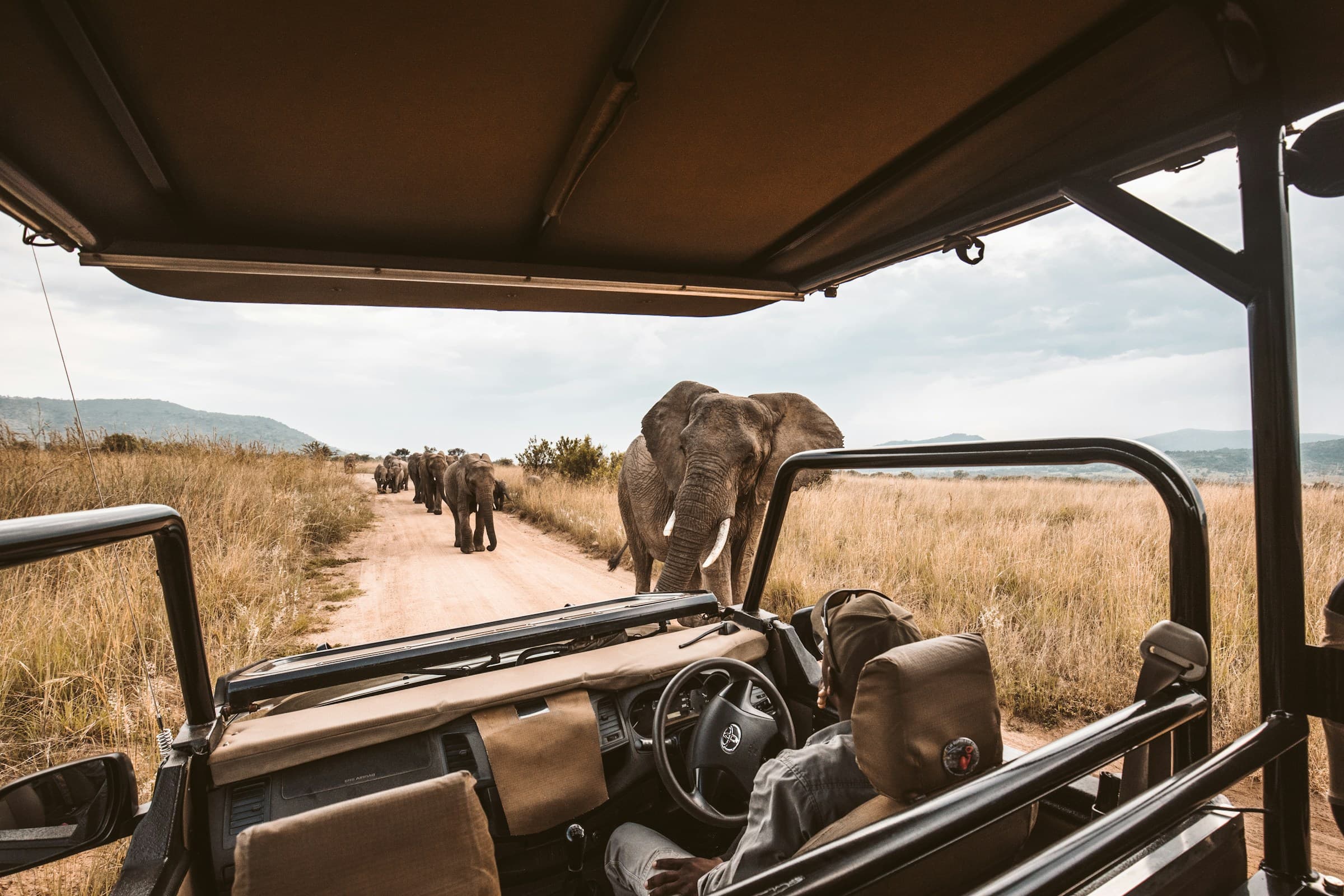 Wildlife